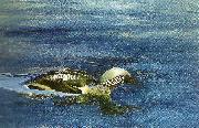 bruno liljefors simmande lom oil painting